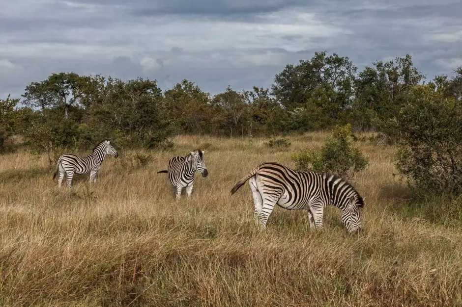 15 Hal Yang Perlu Diketahui Sebelum Memotret Safari Afrika Pertama Anda