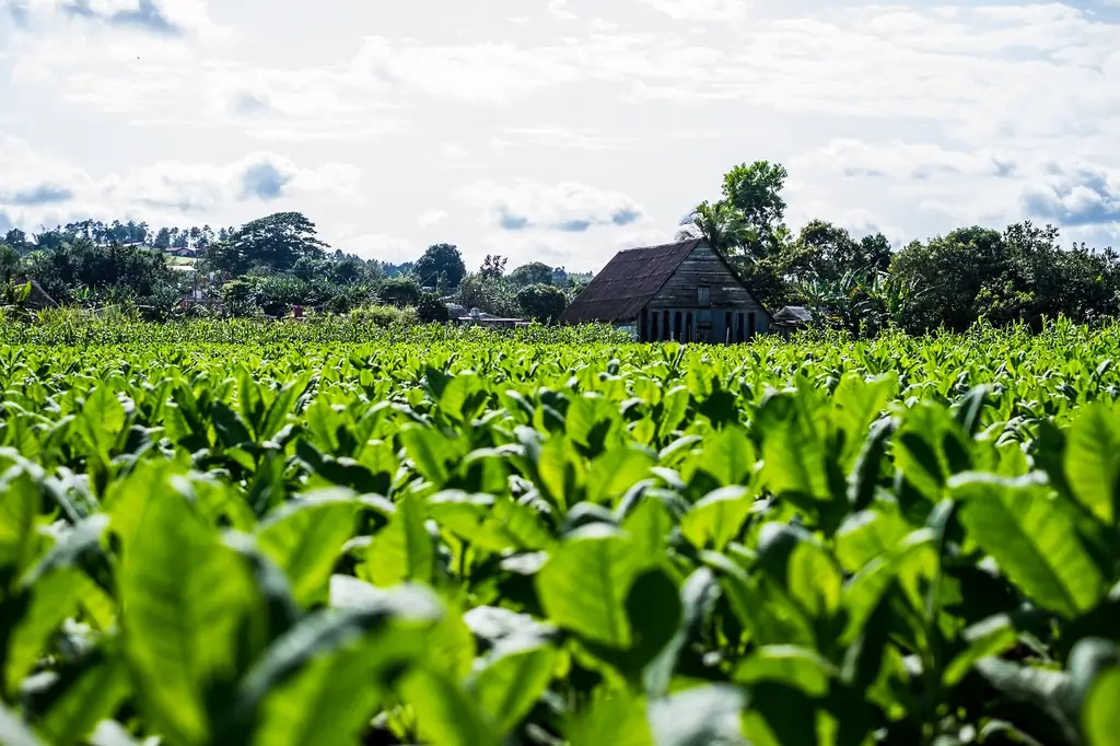 Green gold. Viñales tabaco is what the majority of Cuban cigars are made from. Photo: Jason Napolitano