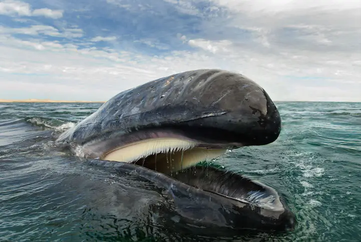 Ce Photographe A Passé 23 Ans à Capturer Des Images De Baleines Et De Dauphins Et Le Résultat Est Incroyablement Beau - Matador Network