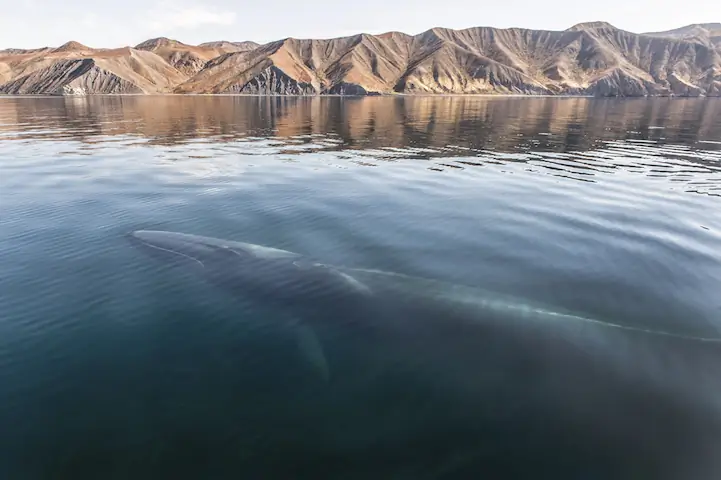 Fin whale off the desert coast of Baja, Caifornia