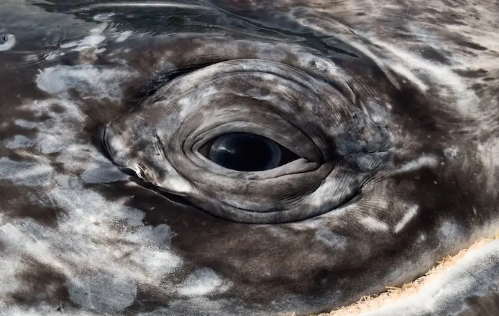 The eye of a gray whale. Pacific coast Mexico