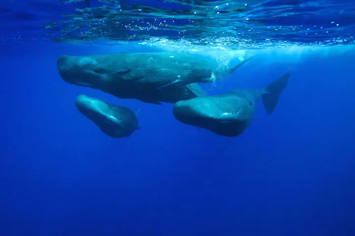 Sperm whales