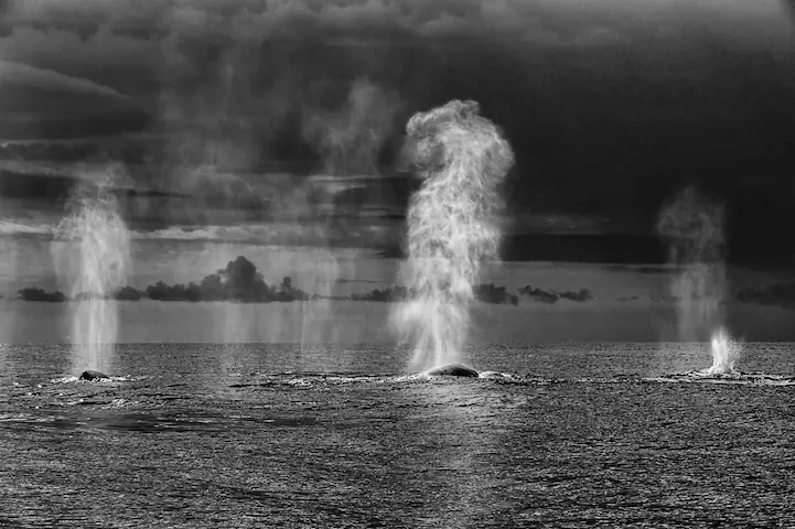 Humpback whales blow in a thunderous sky