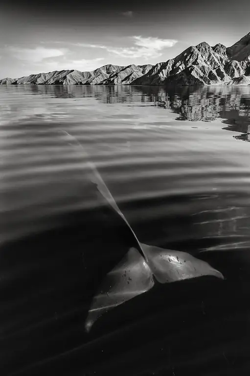 Fin whale