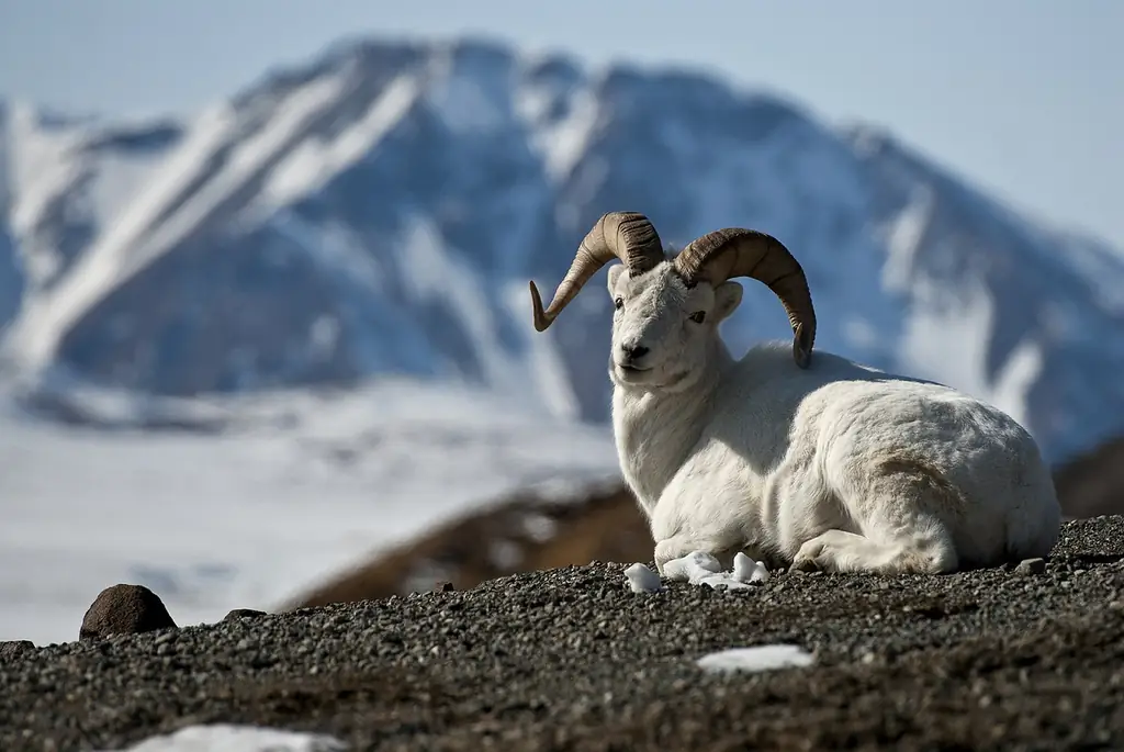 thinhorn sheep