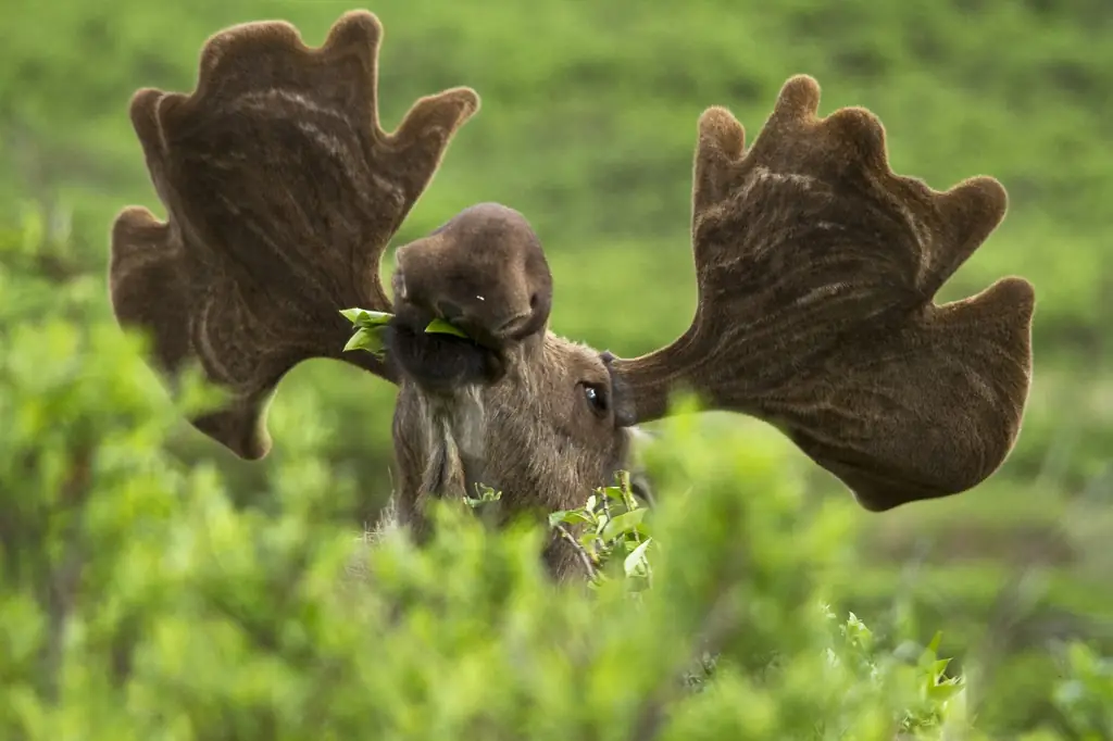 Photo: Denali National Park and Preserve