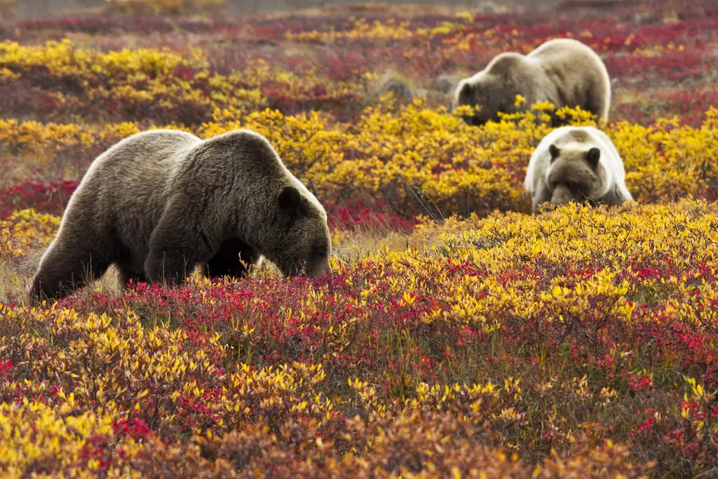 Photo: Denali National Park and Preserve