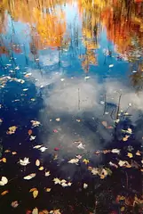 Leaves on Water