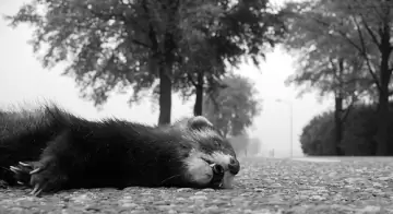 Poznámky K Obradu Roadkill - Sieť Matador