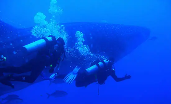 Los 10 Mejores Destinos De Buceo - Matador Network