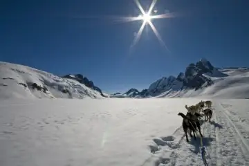 Dog sledding on Mendenhall Glacier